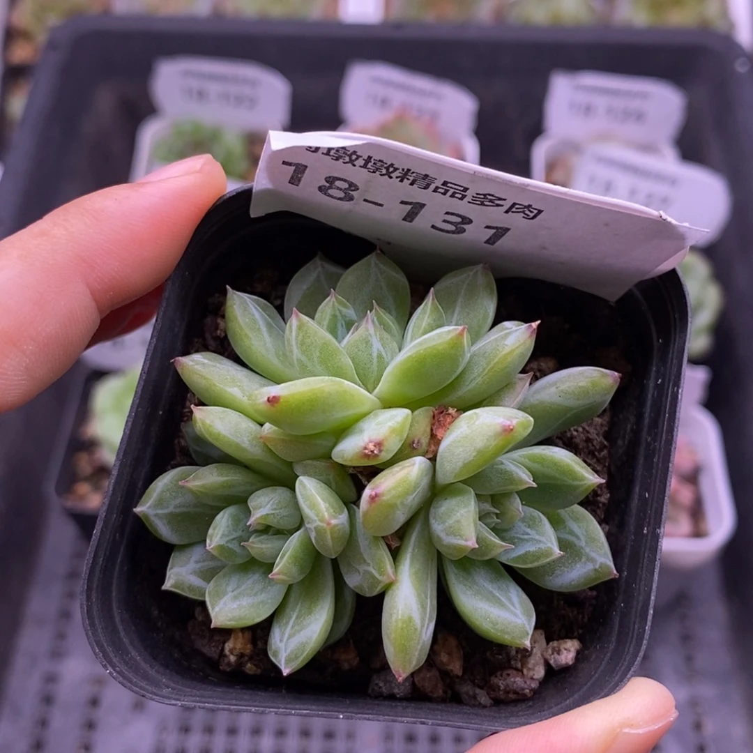 【闪购商品】18-131