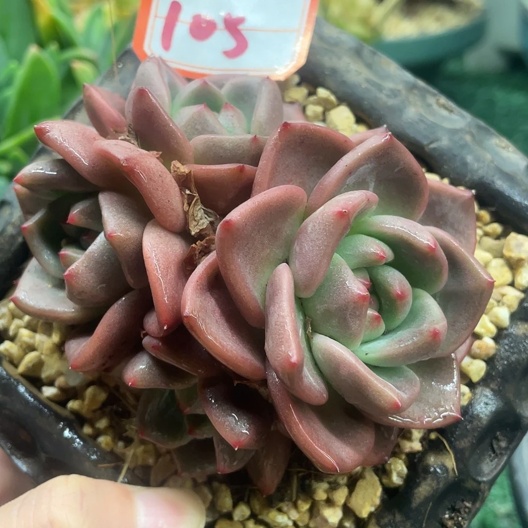 105一物一一拍一拍一拍