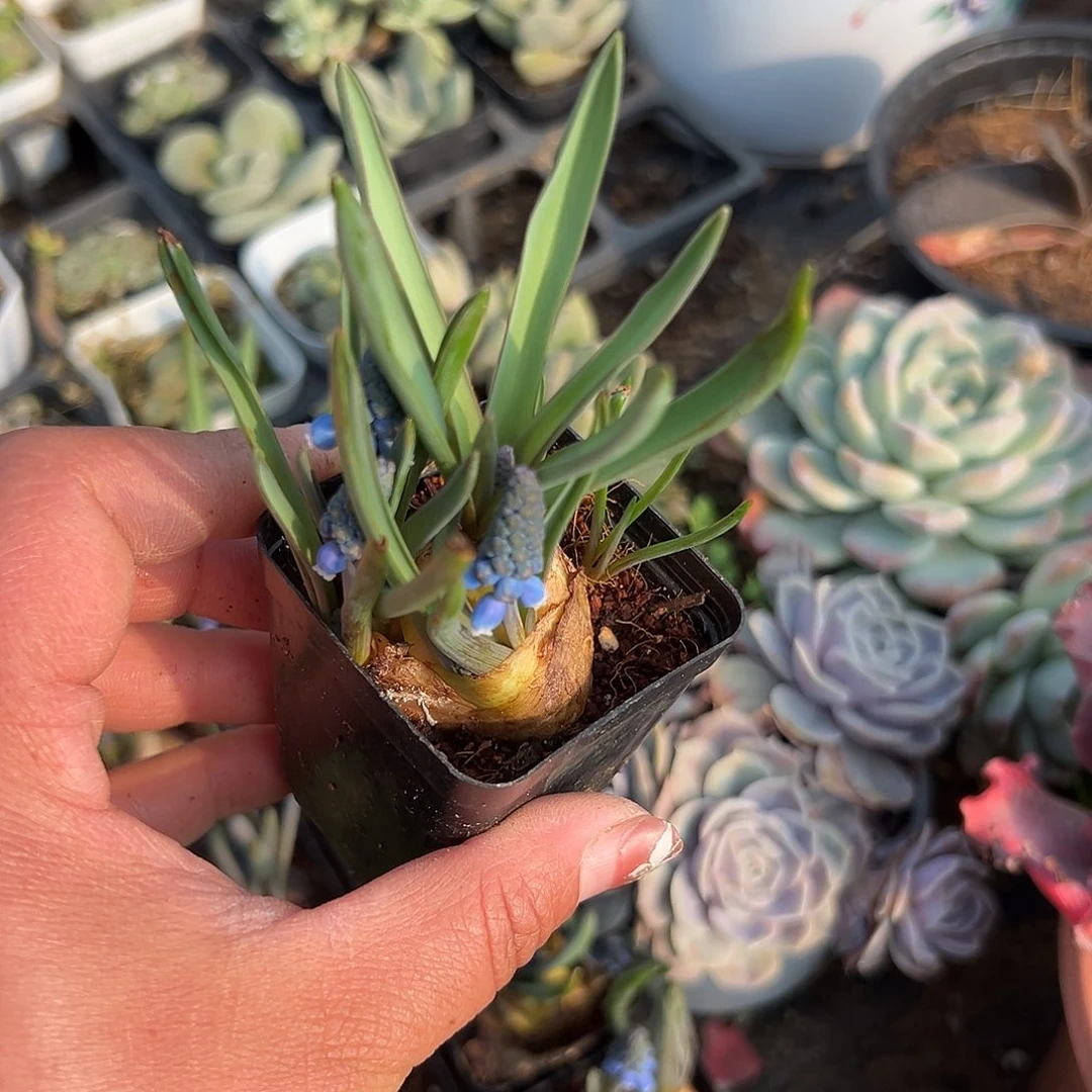 多肉植物葡萄风信子