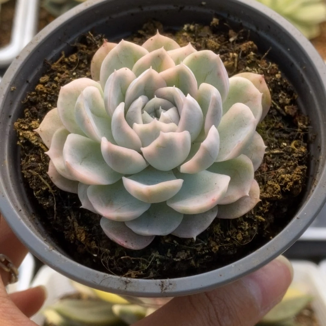 691雪球锦锦锦锦锦锦锦