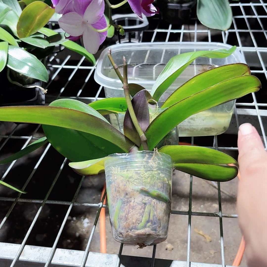 蝴蝶兰带花剑红玛瑙2颗