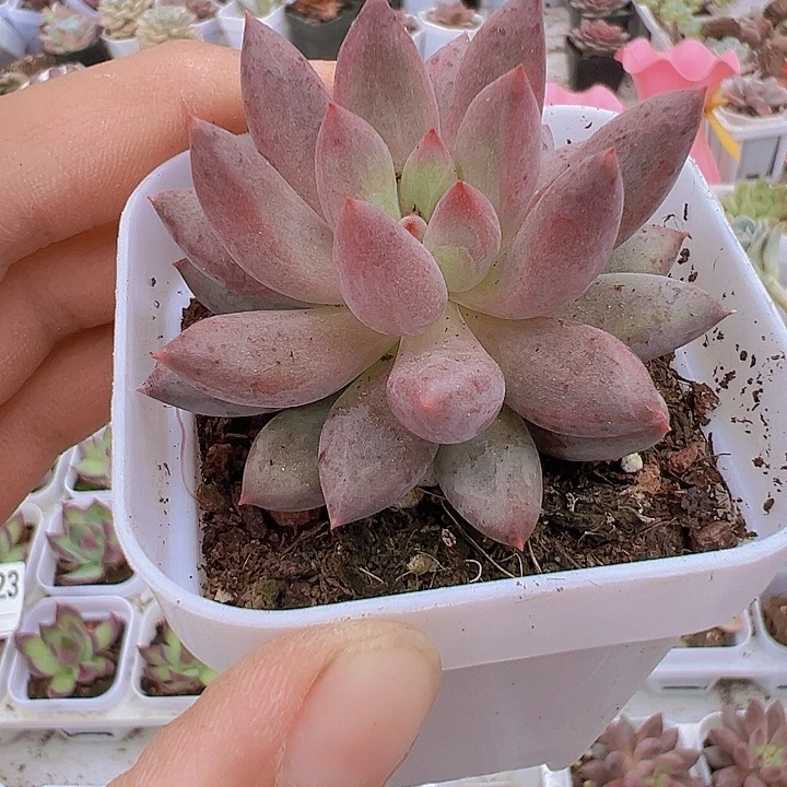 车厘子多肉19包邮