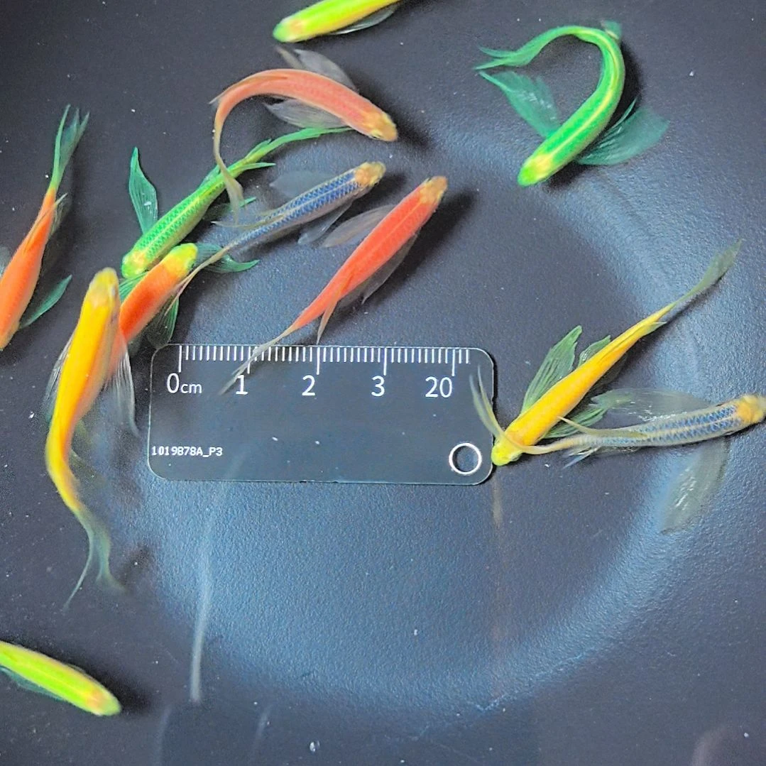 斑马鱼六色十二条蝶翼斑马鱼