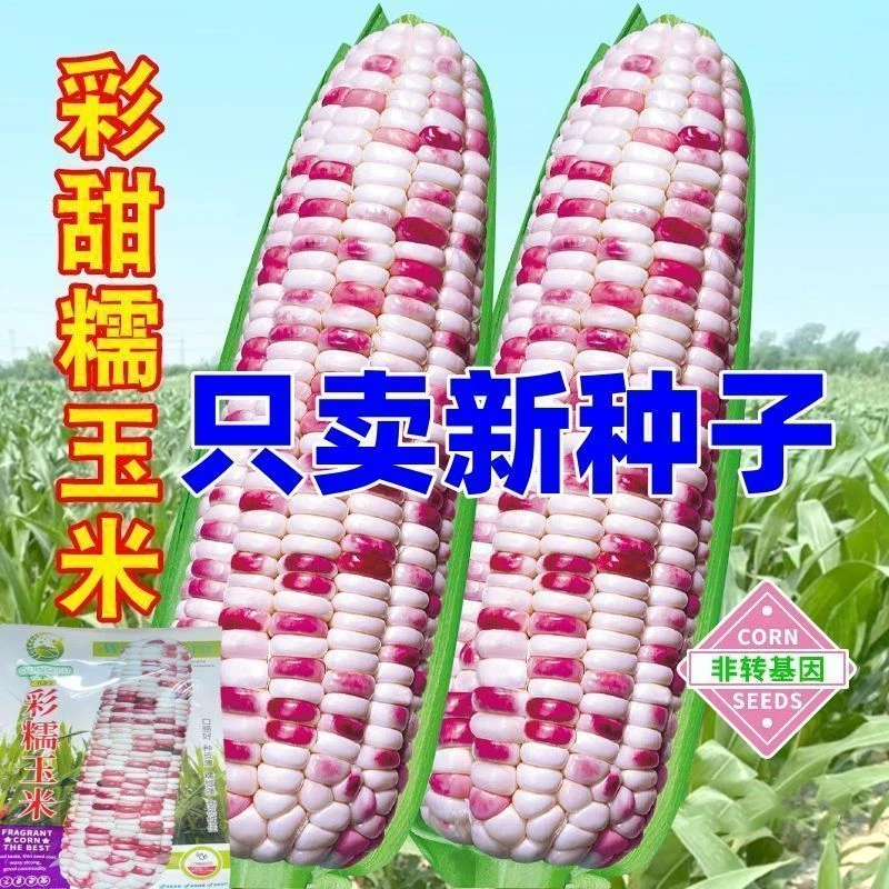 彩甜糯玉米种子早熟超大棒花糯玉米鲜食甜糯非转基因正品蔬菜种子