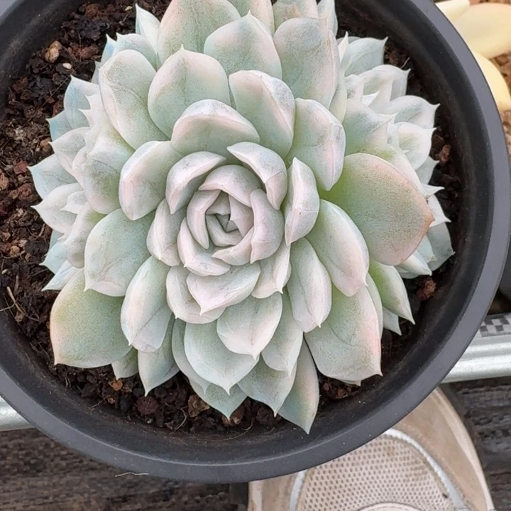 雪球群生一物一拍