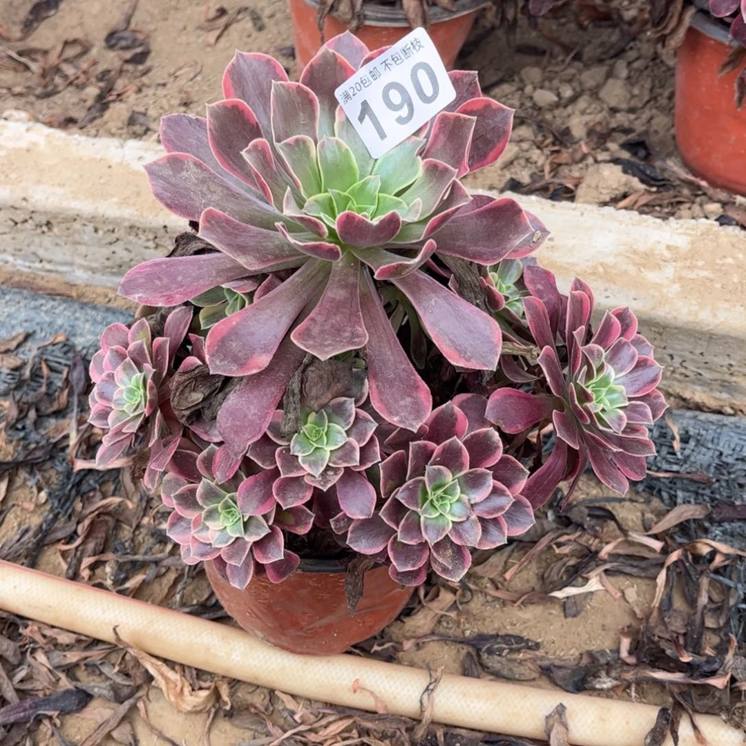 金丝雀190不包断枝