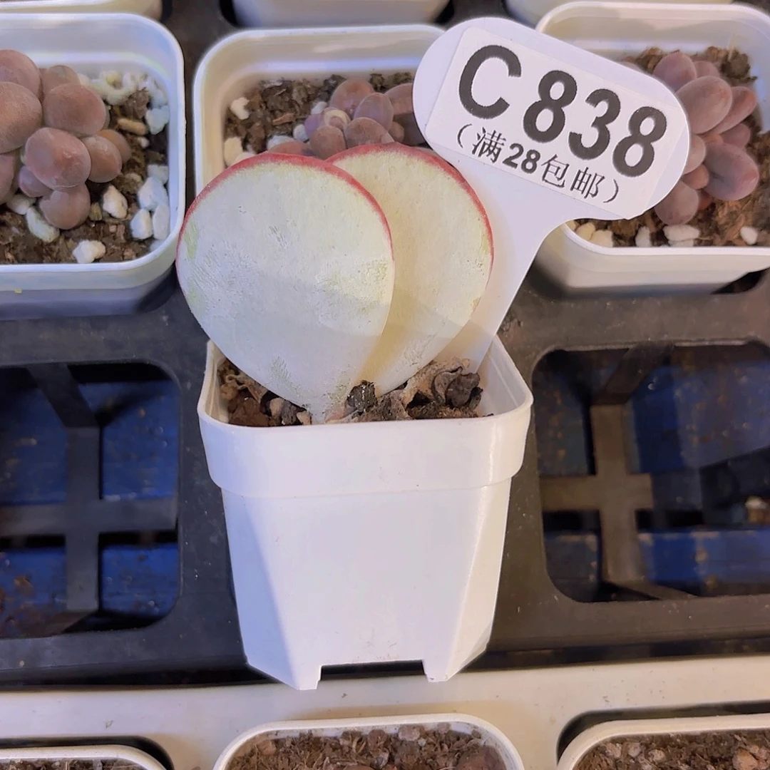C838白眉一物一拍