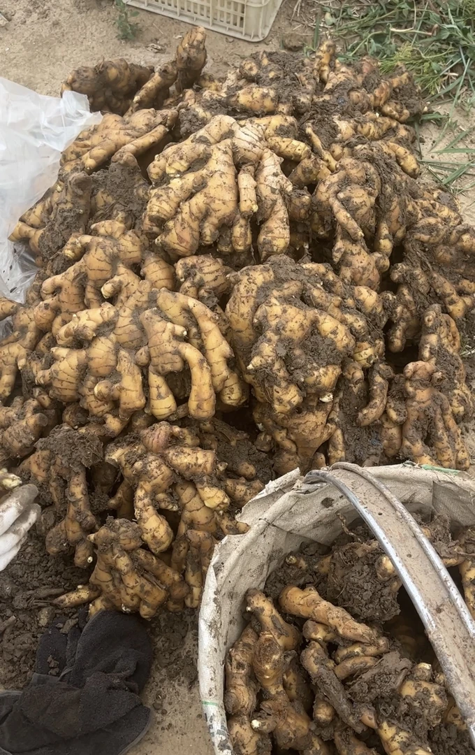 完整大片姜  现挖现发自家种植健康泥姜
