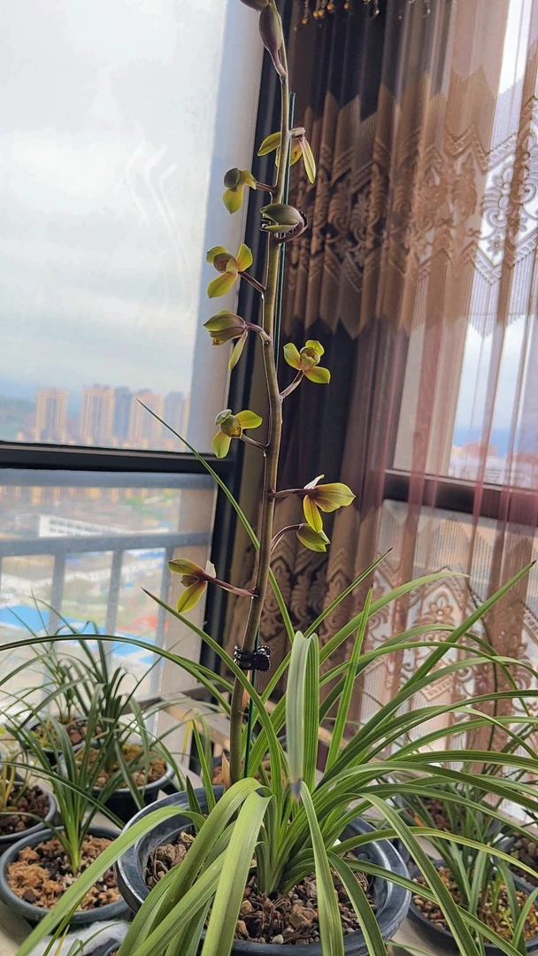 兰花一物一拍自选链接