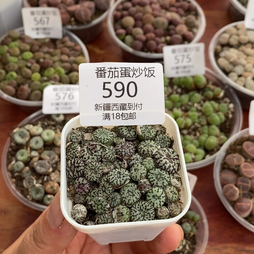 感谢您的支持，00590