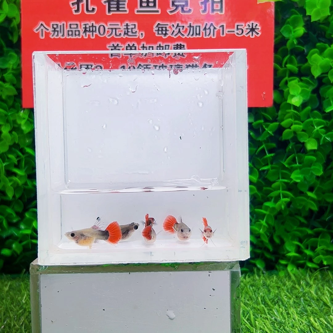 海水鱼玻璃猫孔雀鱼