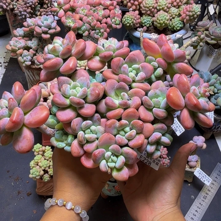 樱花洛神228/18cm多肉
