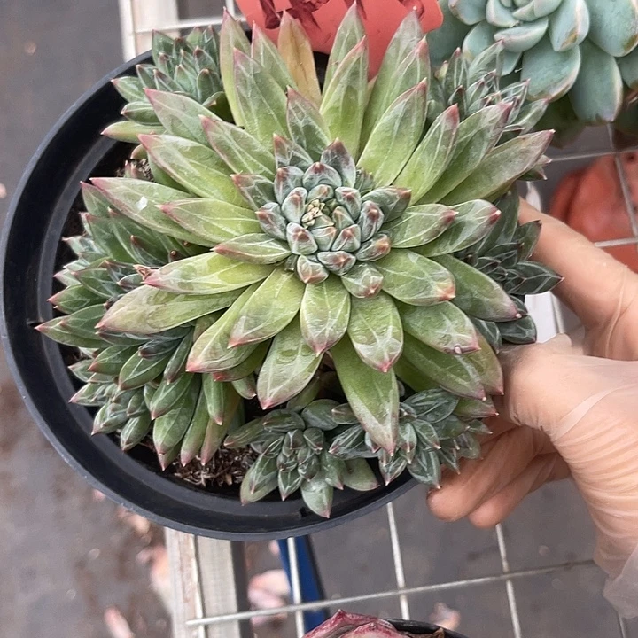 (***)两单包邮，一物一拍493