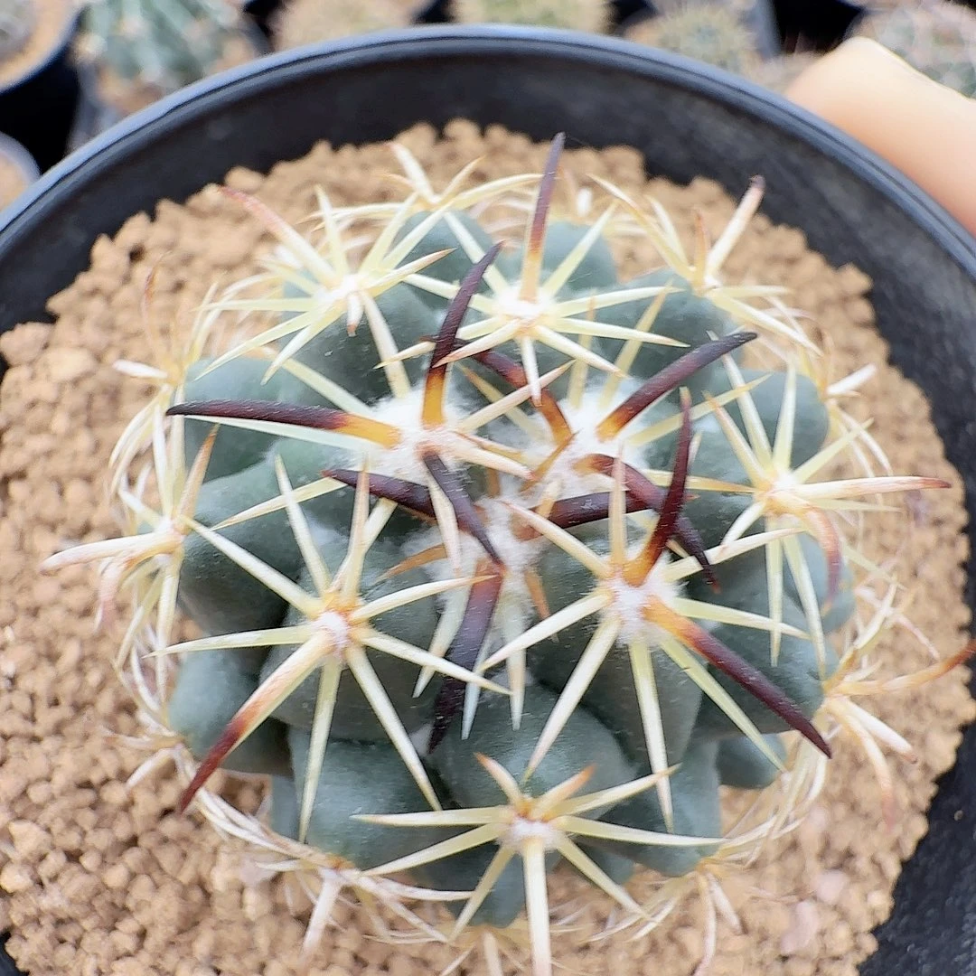 实生钢钉脱土发货