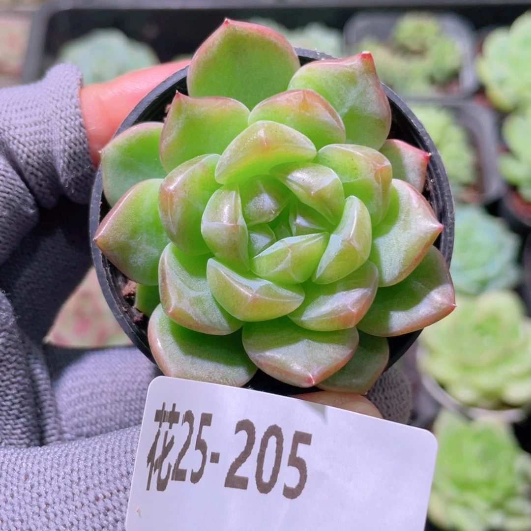 花利美25-205新品