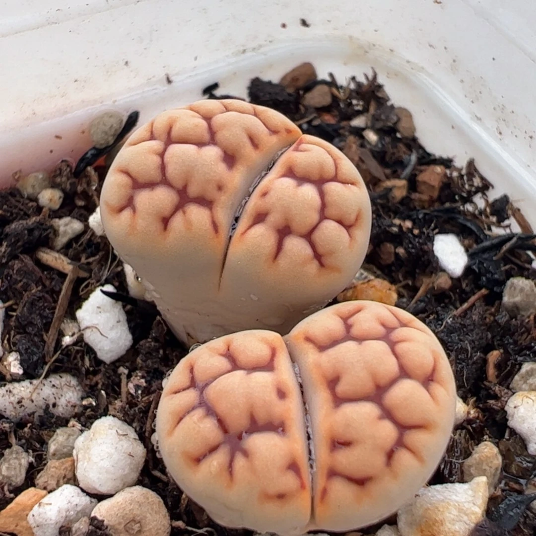 963多肉植物百科