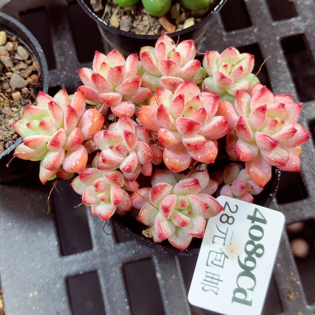 5厘米盆精控多肉4089