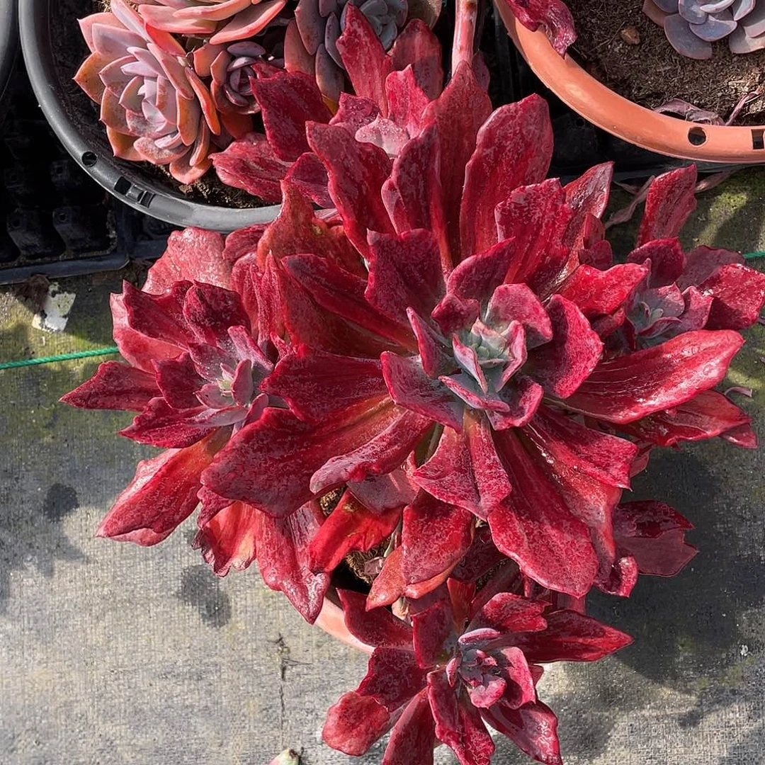 伊***。钻石锦多肉植物群