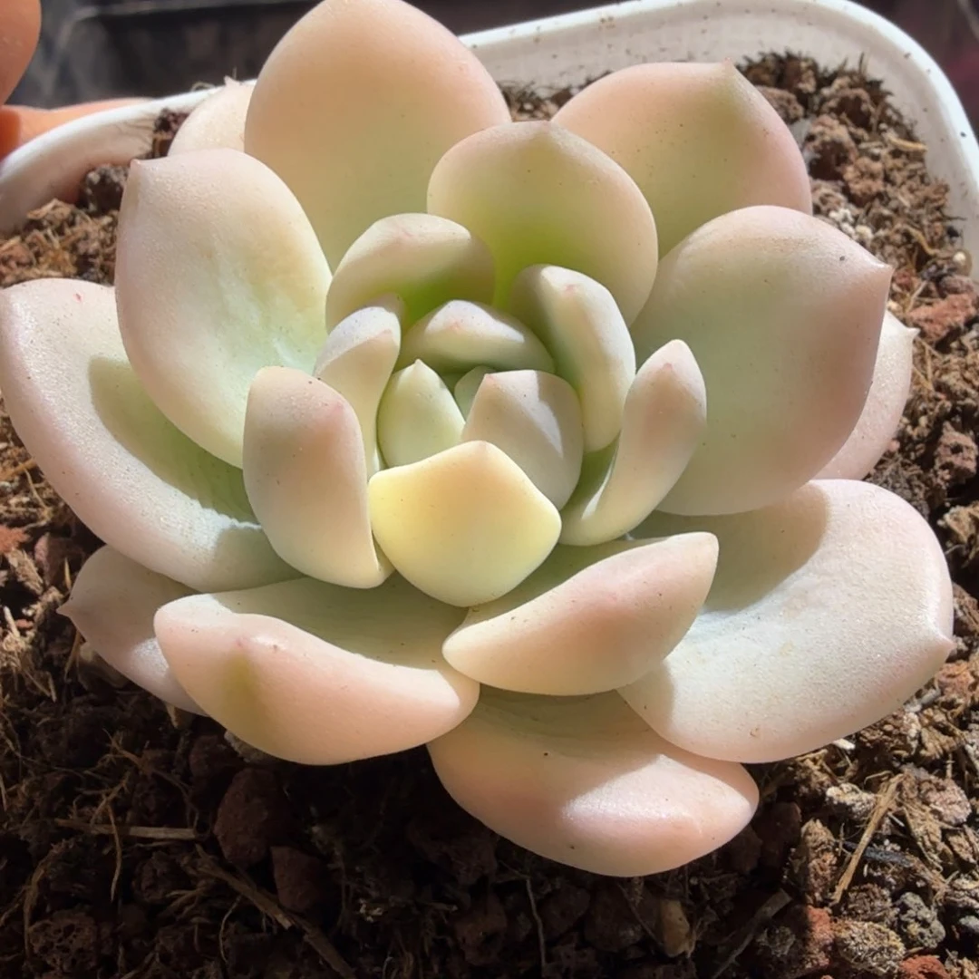 格林锦  锦上园艺一物一拍