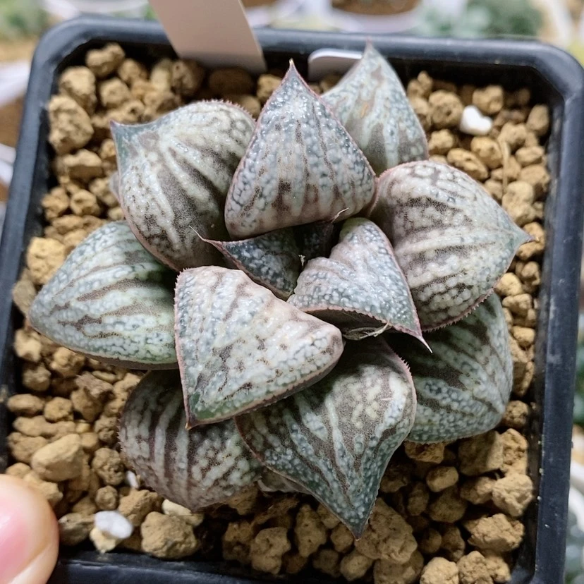 【闪购商品】23花葵