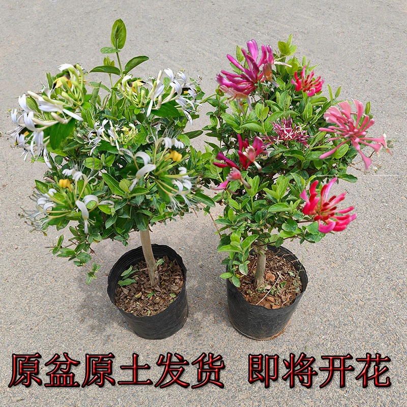 【栽种一颗满屋飘香】多彩红色金银花盆栽地栽耐严寒阳台庭院耐热