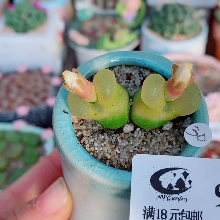 生石花花花花花花花990