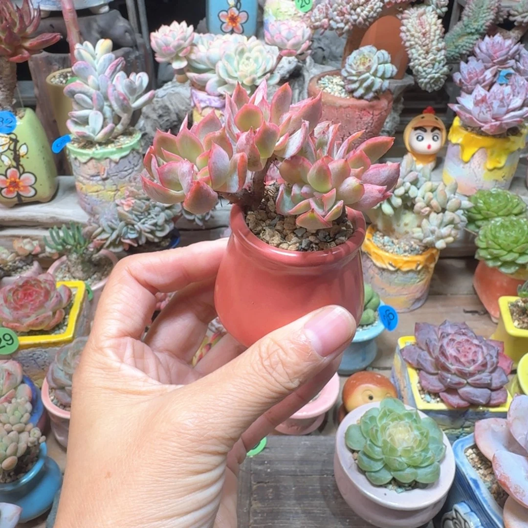 绮罗 多肉含盆土 一物一拍