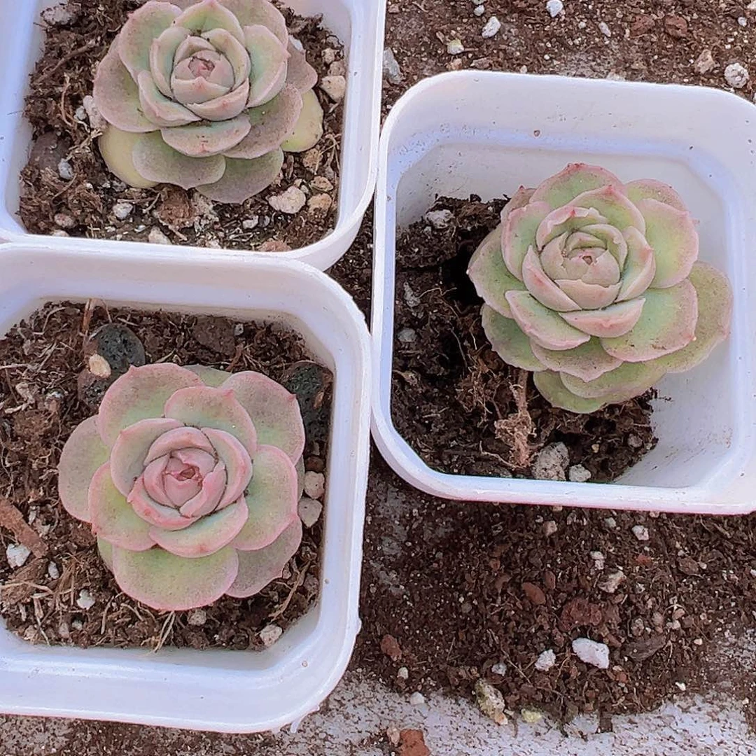 水晶虾饺19包邮多肉