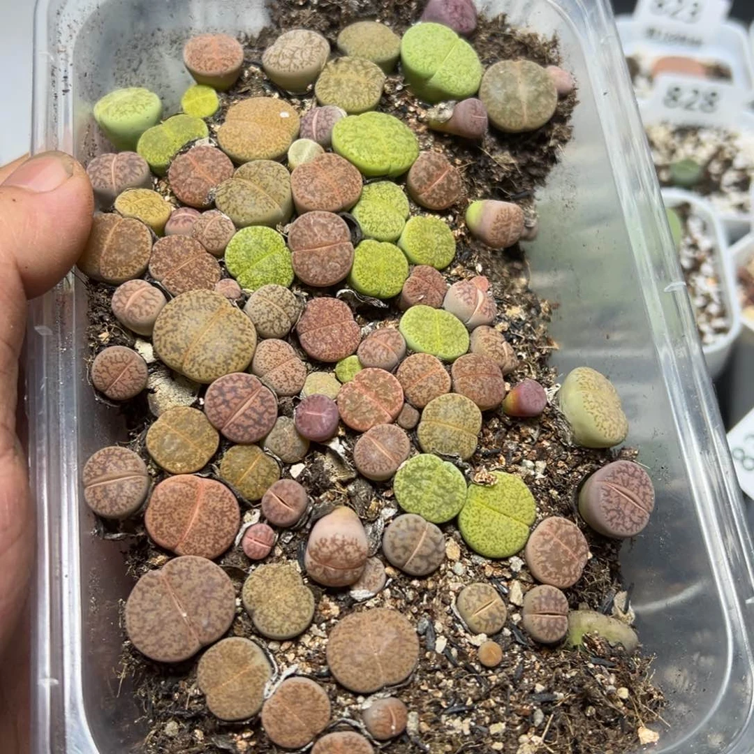 【闪购商品】 840。