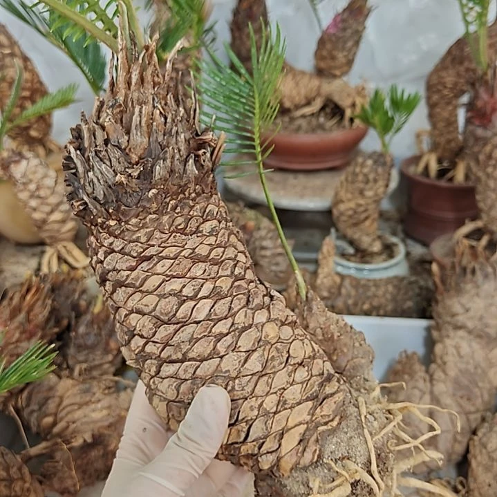 沉***享无花朵白鳞铁盆景基地价