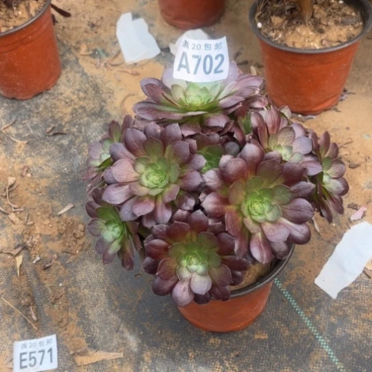 702黑美人不包断枝