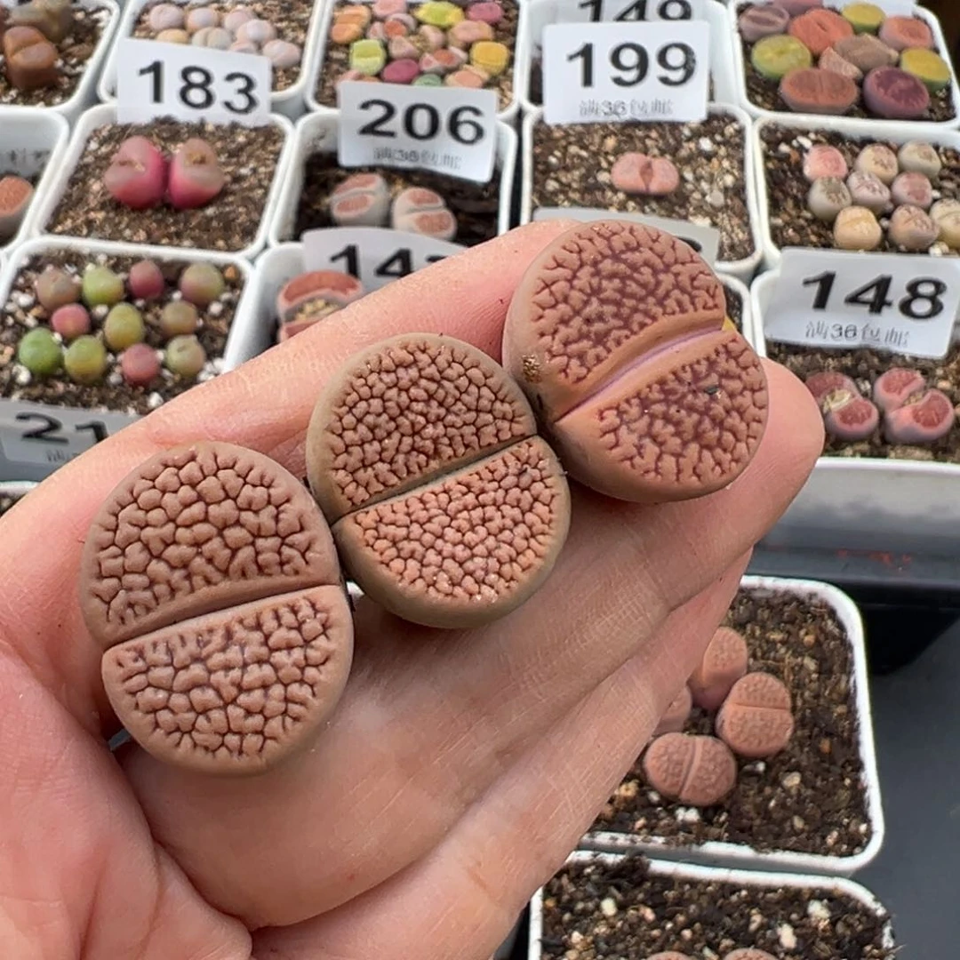 芥**辣1.16好看的多肉270