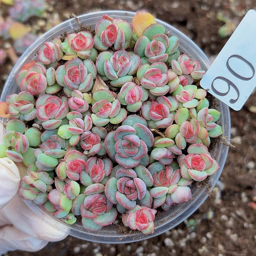 是***?多肉植物多肉植物90