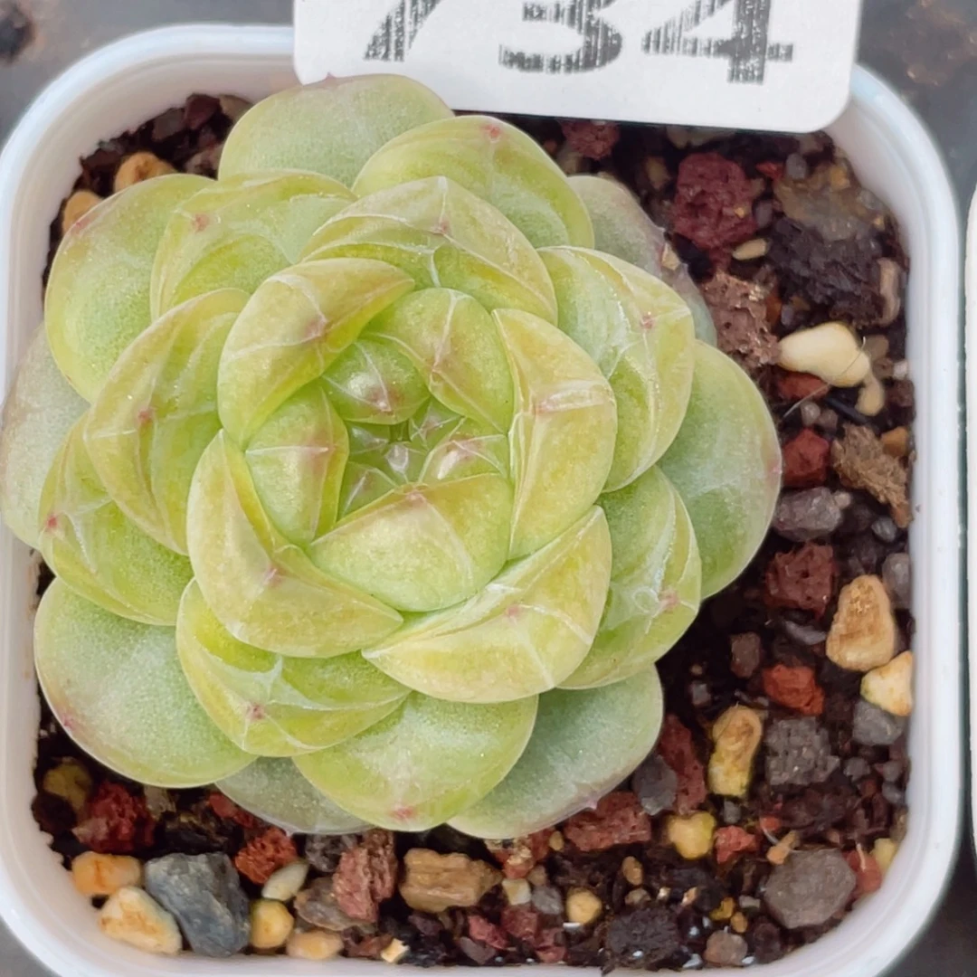 734的第一天就被我的大白