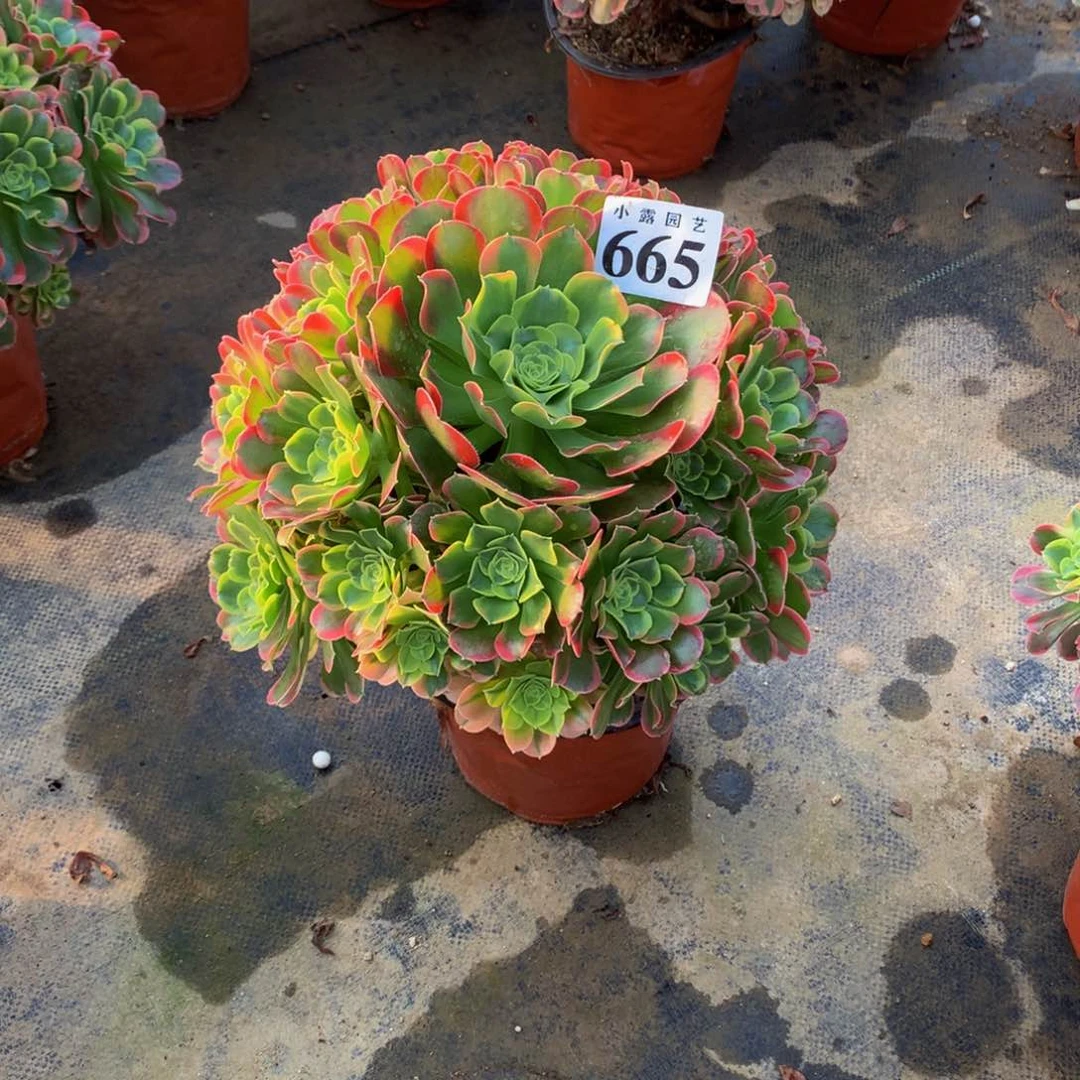 喜**开665多肉特斯拉888888