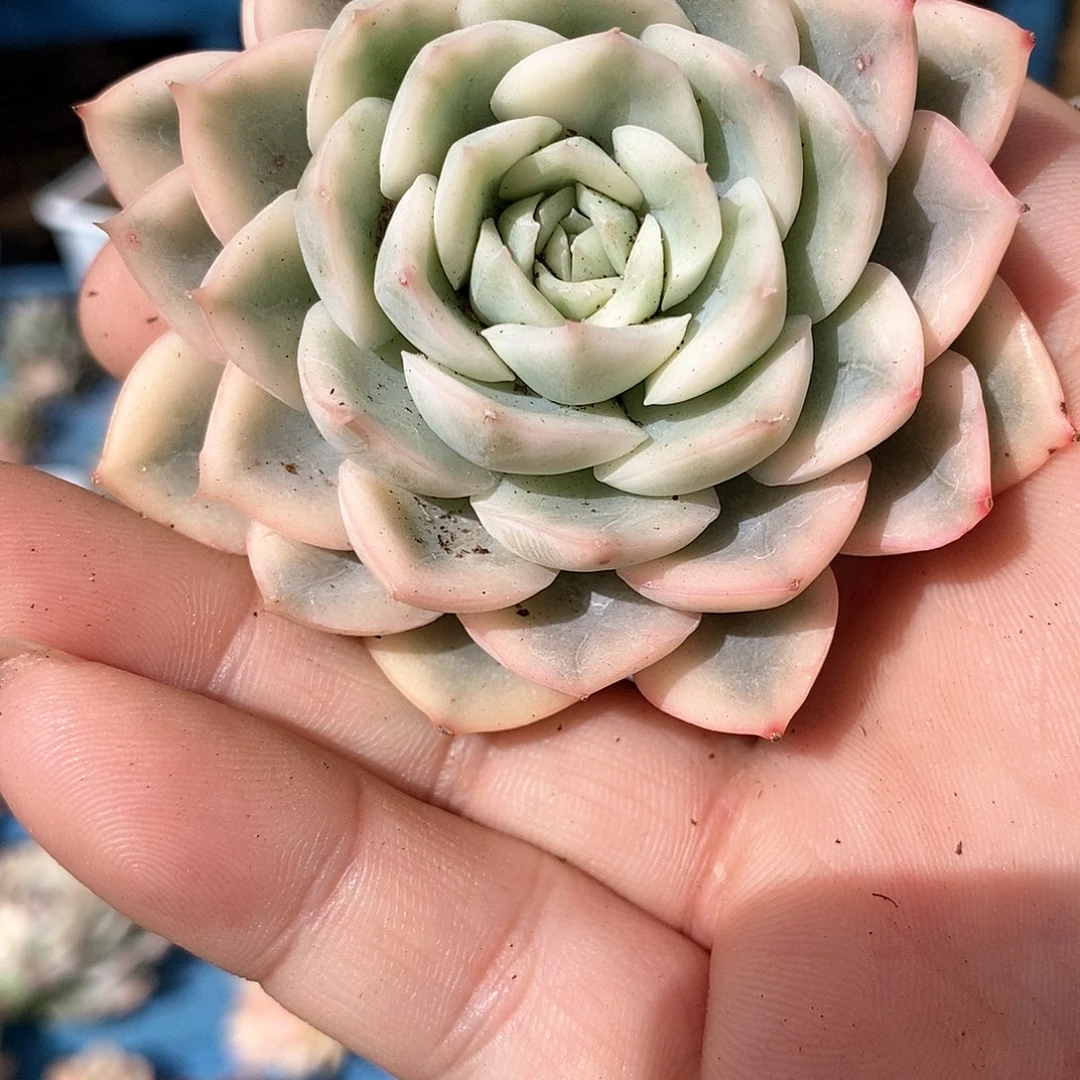 466月亮仙子锦多肉植物哇啦塞