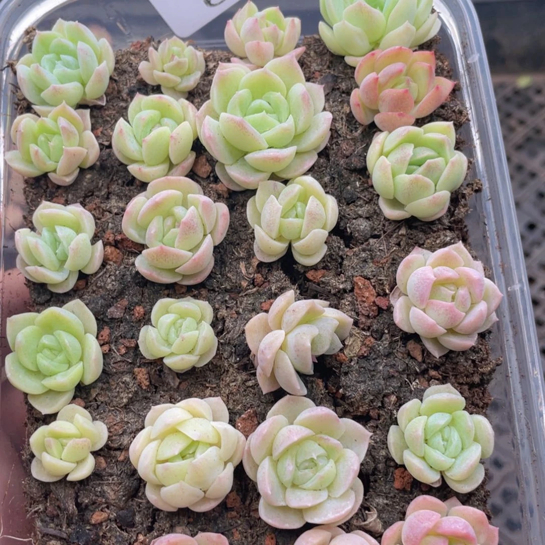 云糖心多肉植物601