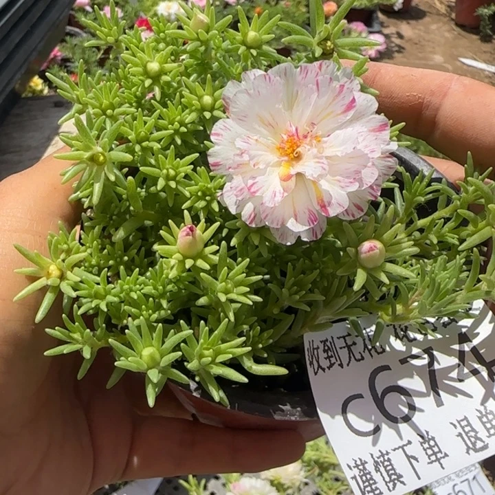 全部花朵C674超小苗盆口10cm