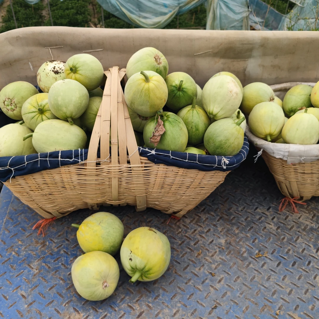 湖北钟祥官庄湖香瓜（蜜浓）甜瓜10斤