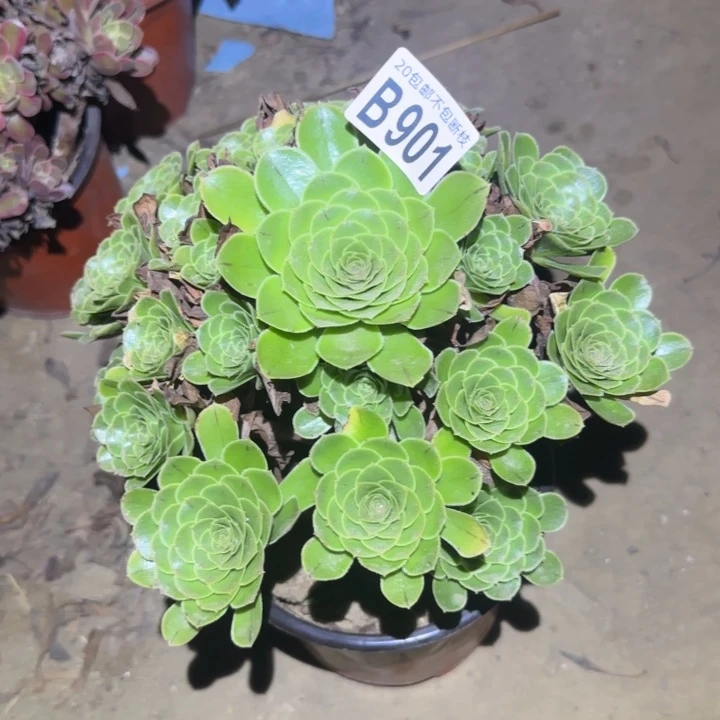 魅灵……多肉植物的