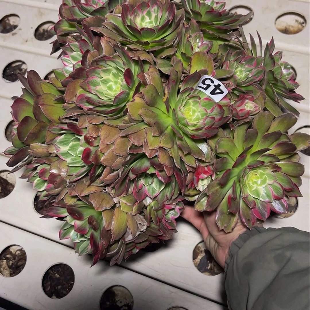 法师法师3/-13包邮法师