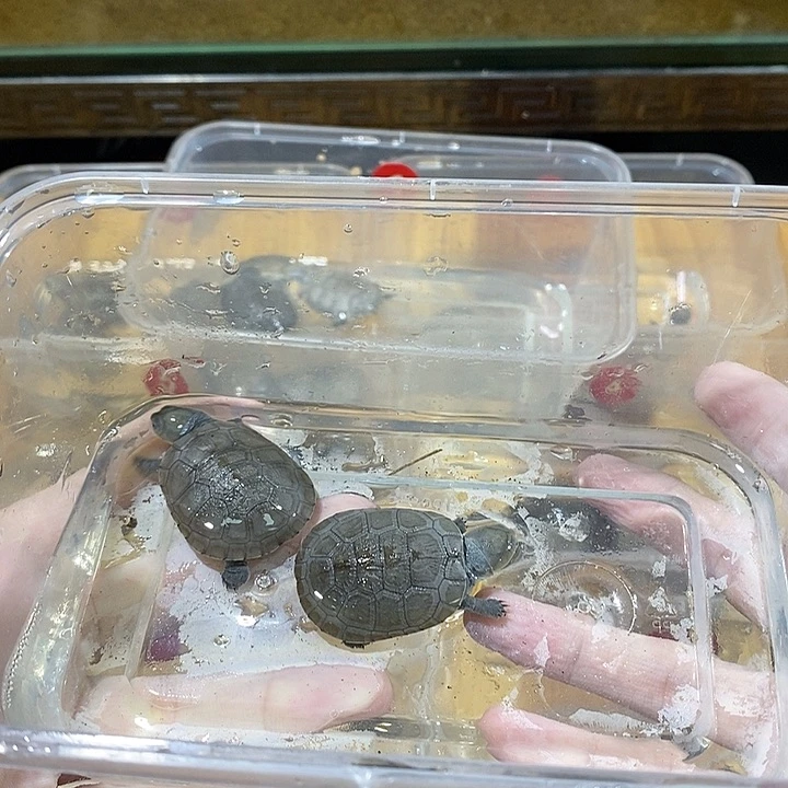 沼泽侧颈龟两只一起