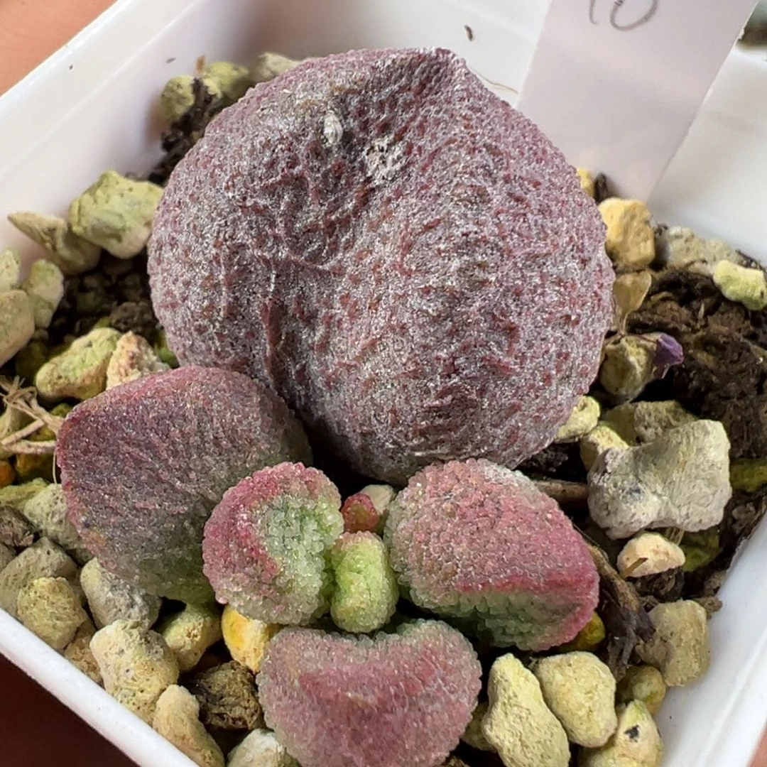 w水蜜桃多肉植物水泡