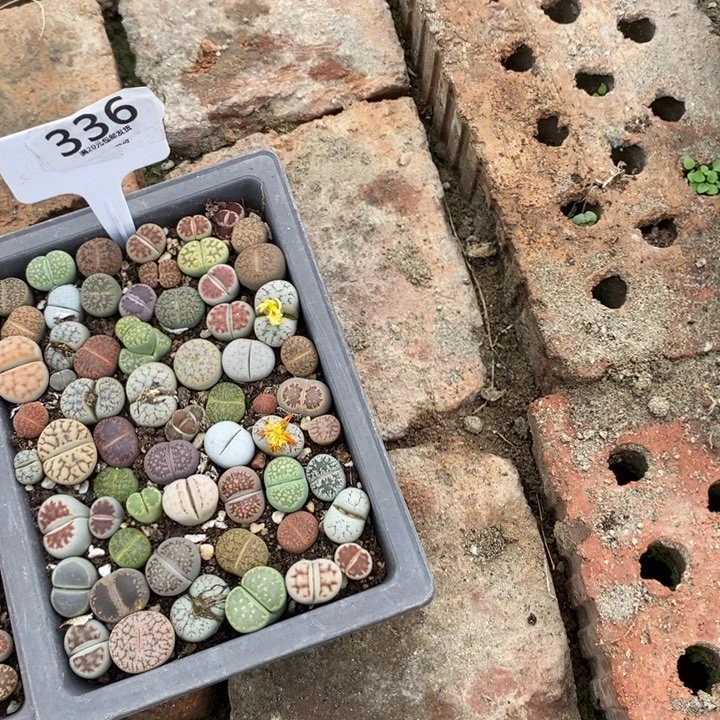 哇***哒生石花等植物的生长336
