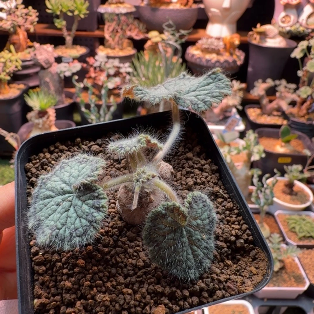 圆叶洋葵414 仙人掌