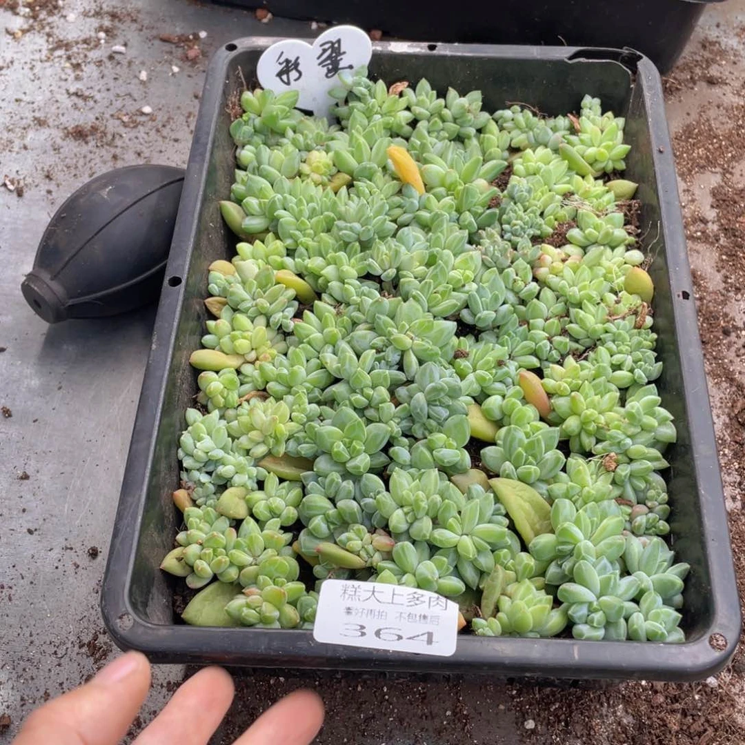 布**辣糕大上多肉植物364