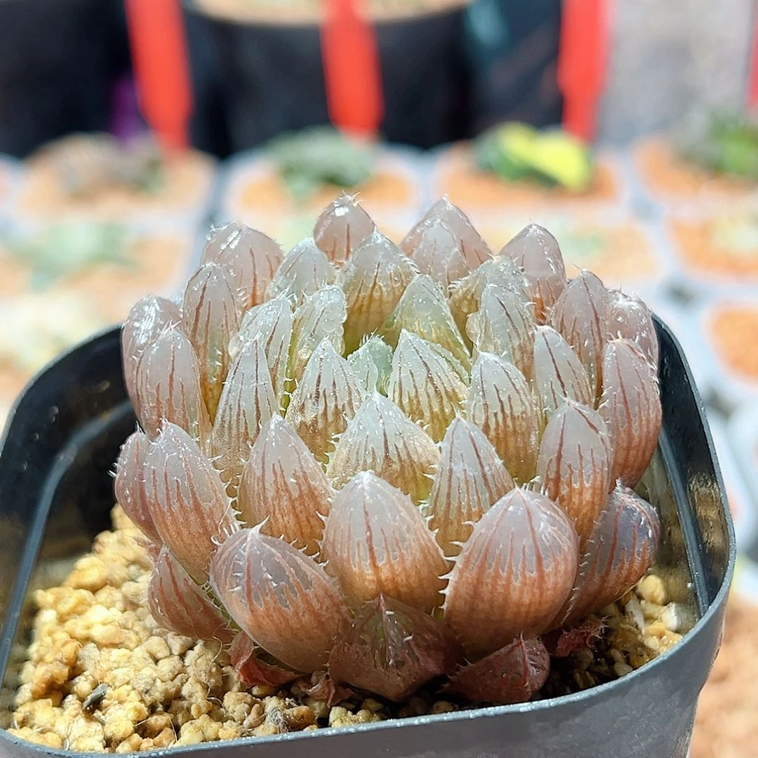 十二卷多肉毛玉露