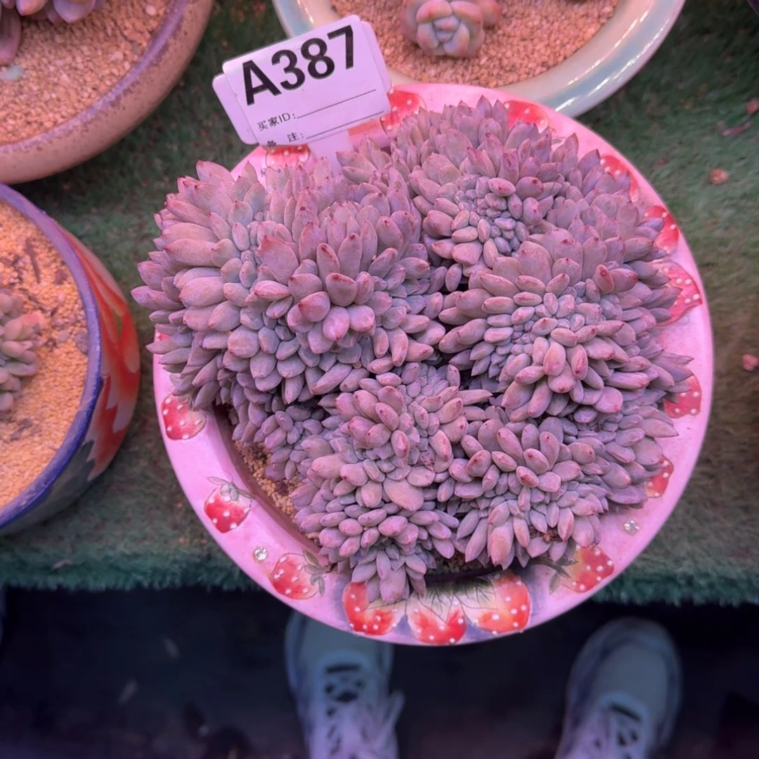 大*星影缀化多肉20厘米