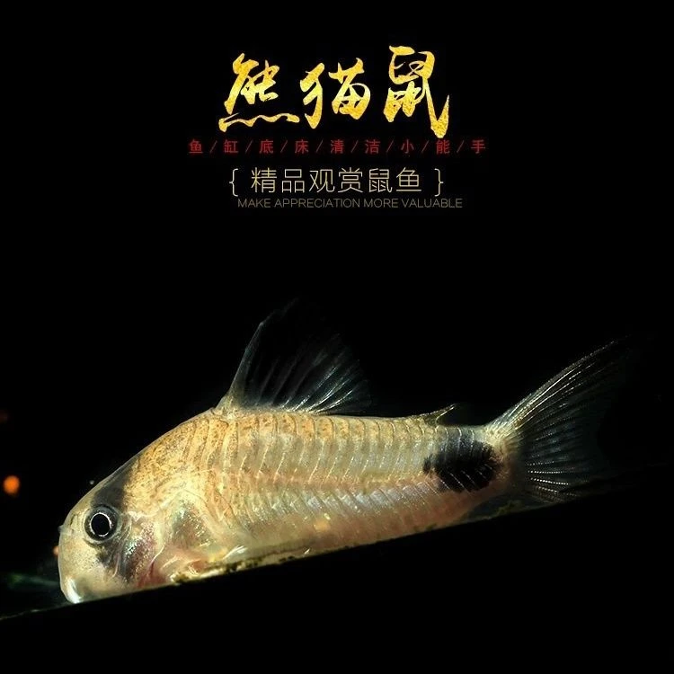 熊猫鼠老鼠鱼小型工具鱼可清洁鱼缸除藻好饲养