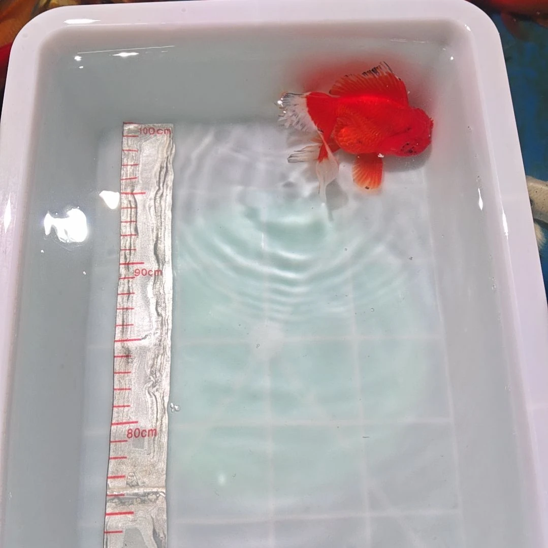 中国大陆冷水观赏鱼蝴蝶鲤